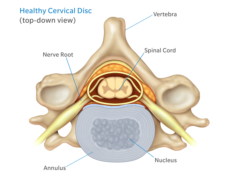 Anatomy of The Neck: Causes of Neck Pain and How to Manage the Pain